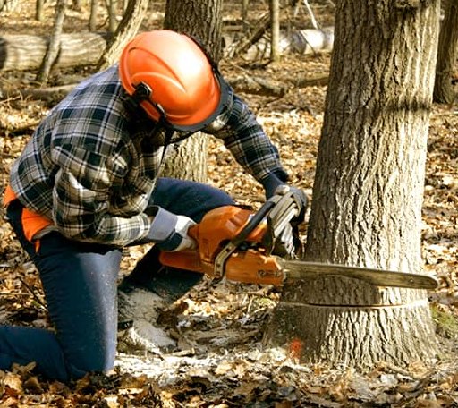 Tree Removal in Winchester, ID